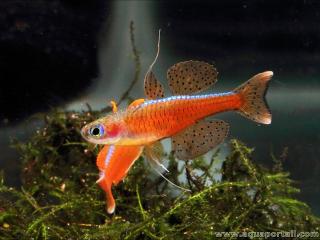 Pareja (couple) de Pseudomugil luminatus