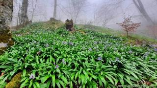 Parterre rempli de Scilla lilio-hyacinthus