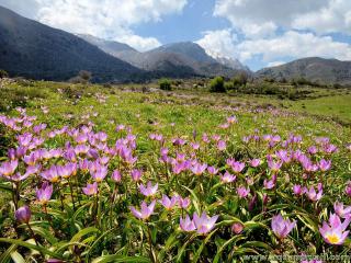 Paisaje de muchos tulipanes Tulipa saxatilis