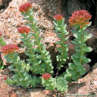 Orpin rose Rhodiola rosea subsp. rosea