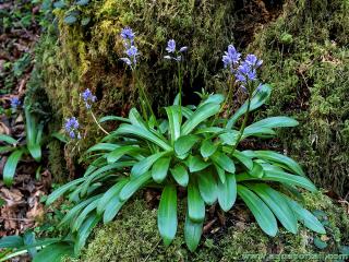 Scille lis-jacinthe des Pyrnes (Scilla lilio-hyacinthus)