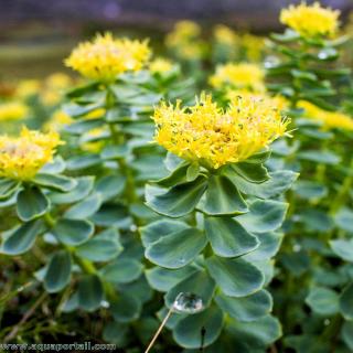 Tiges et fleurs de Rhodiola rosea