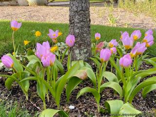 Plantacin de la variedad Tulipa saxatilis 'Lilac Wonder'