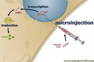 Micro injection D finition Et Explications