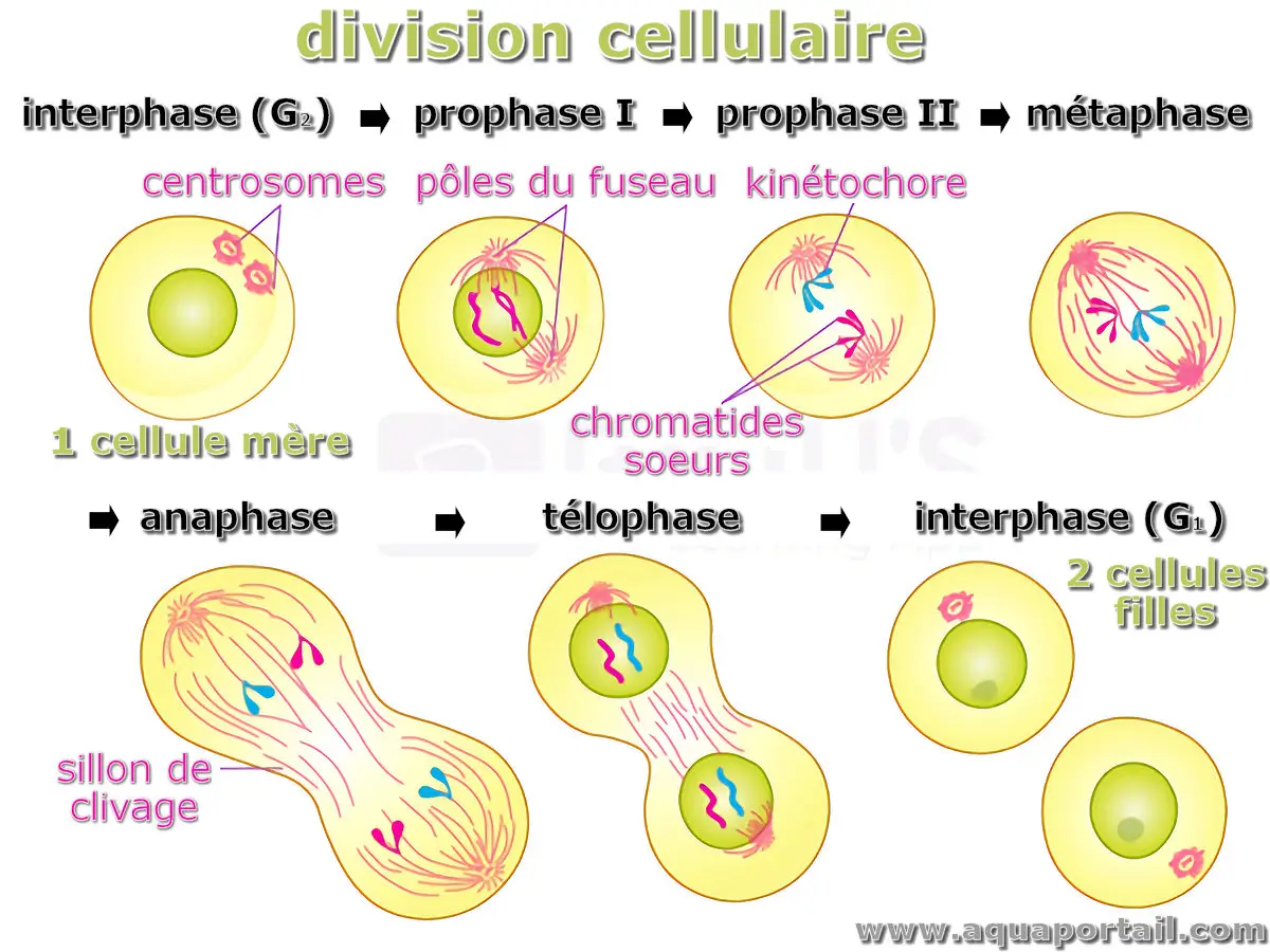 Nucl ation D finition Et Explications Nucl ation D finition Et Explications