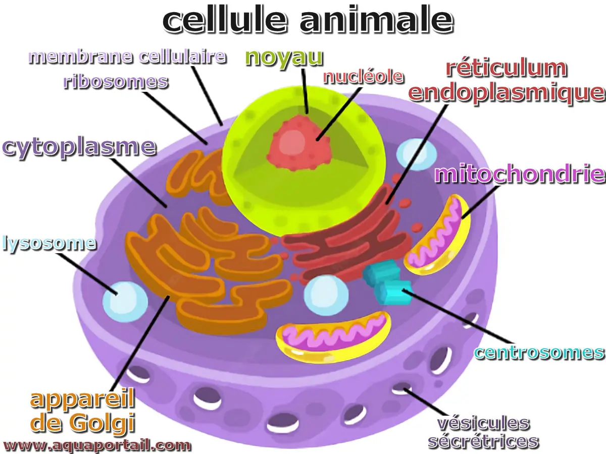 La Cellule V g tale Qu est ce Que C est 