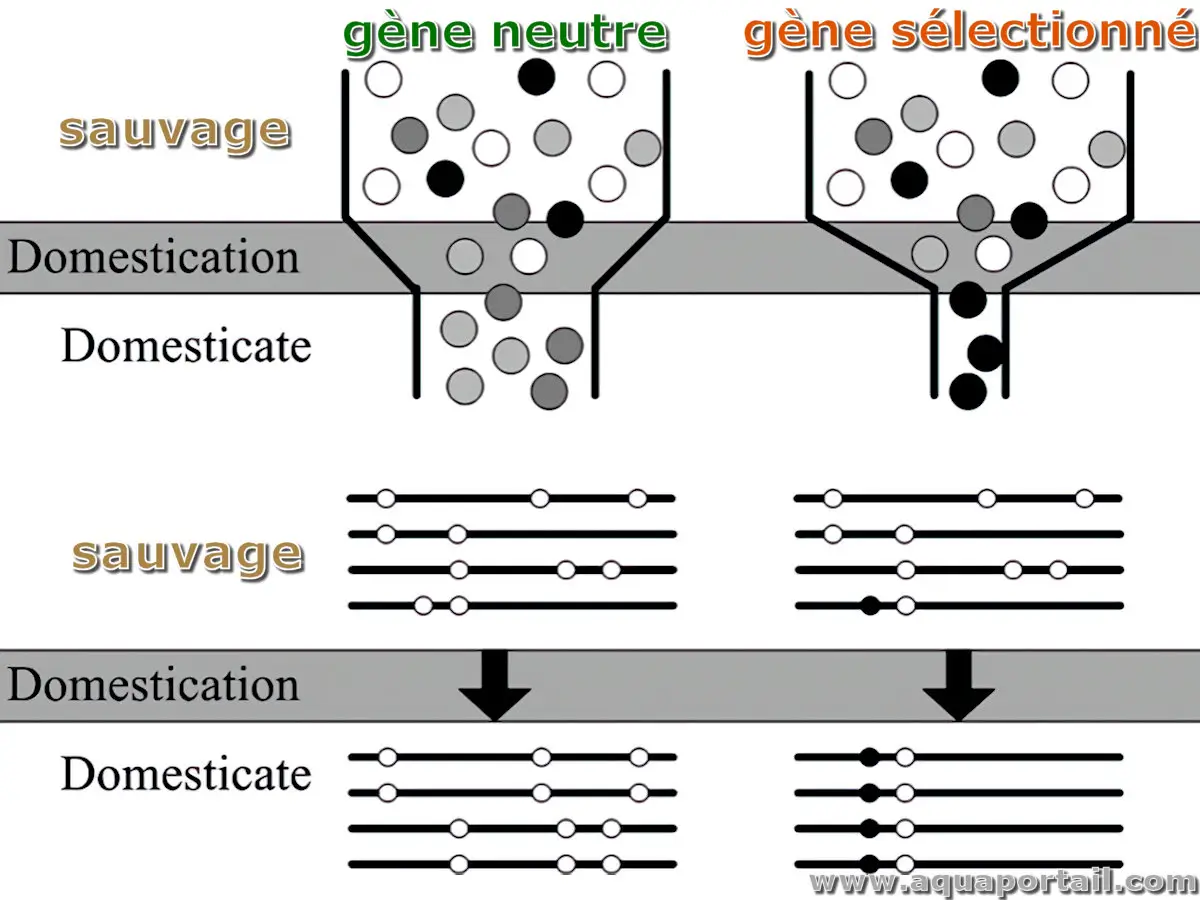 Gène neutre et un gène sélectionné