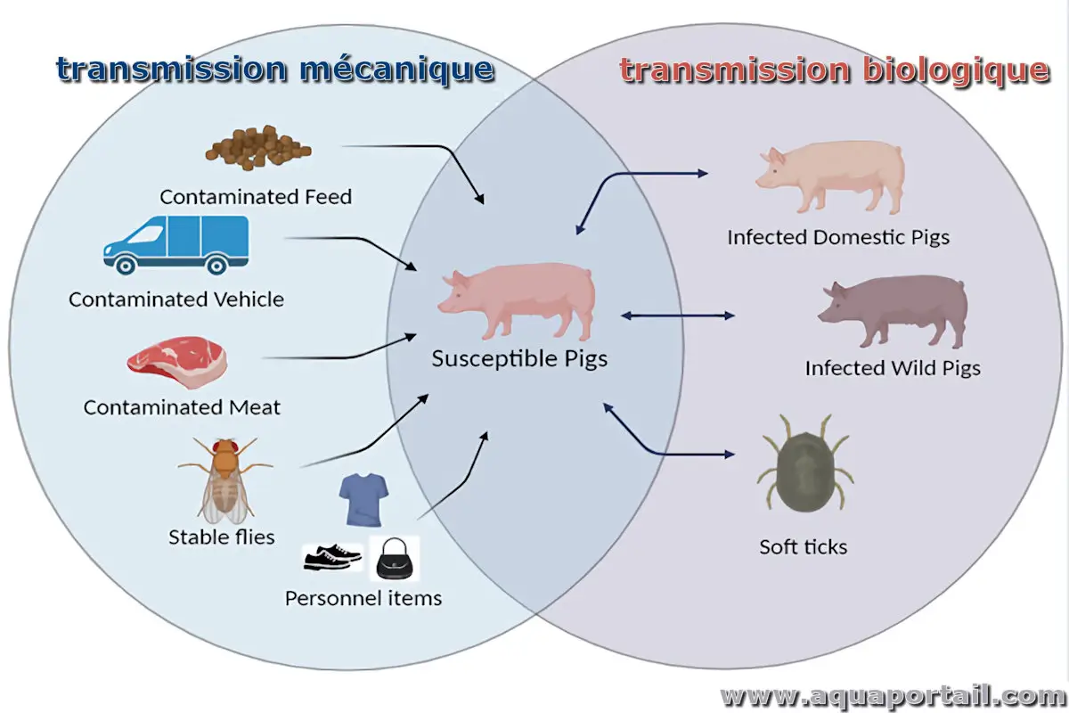 transmission biologique