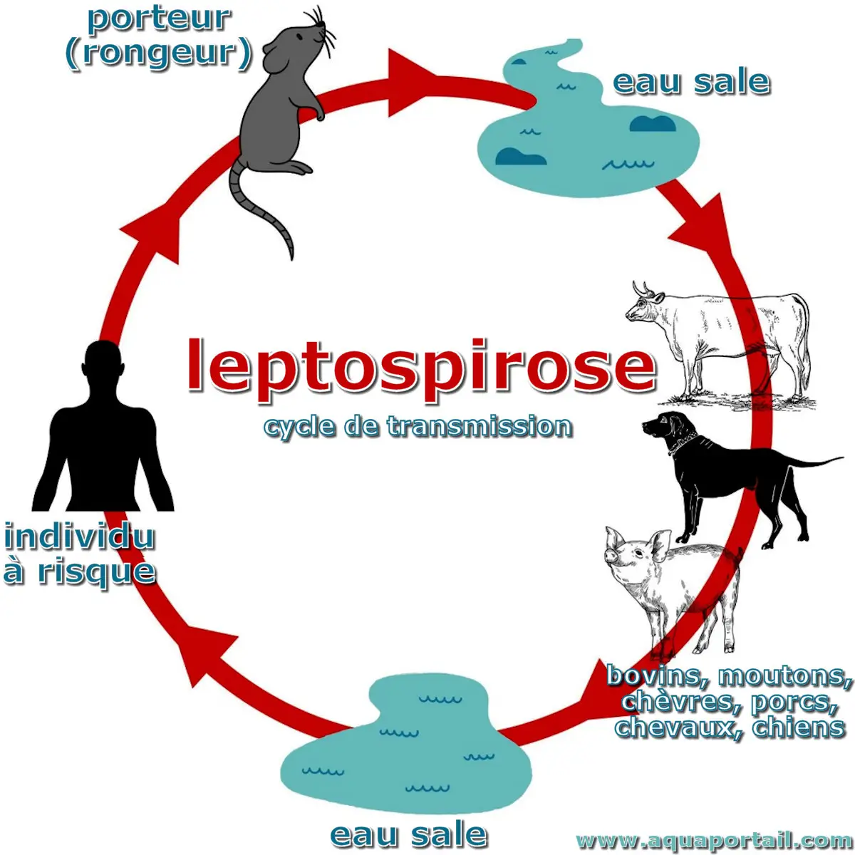 leptospirose