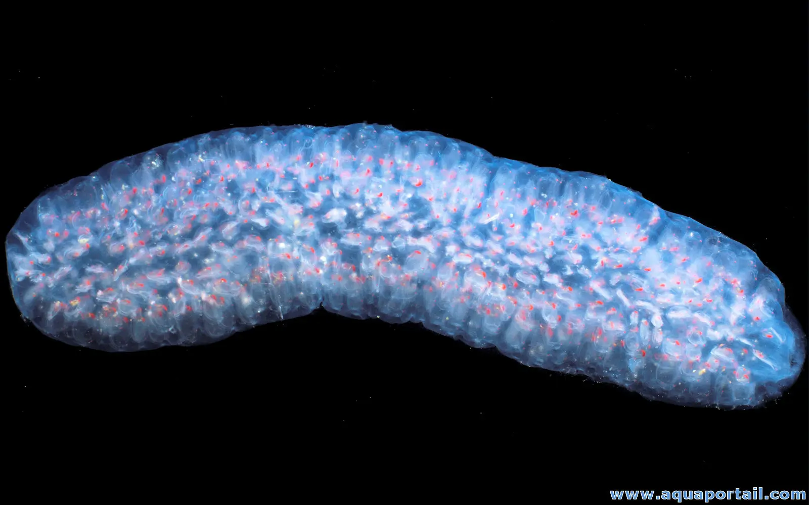 Pyrosoma (espèce Pyrosoma atlanticum)