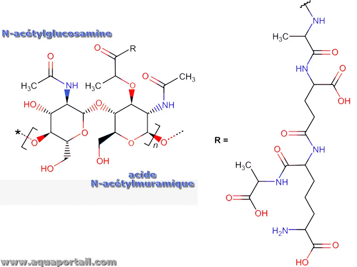 acide N-acétylmuramique