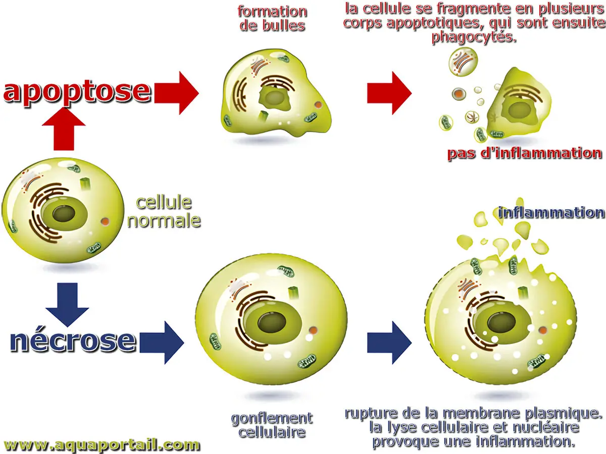 Apoptose et nécrose d'une cellule