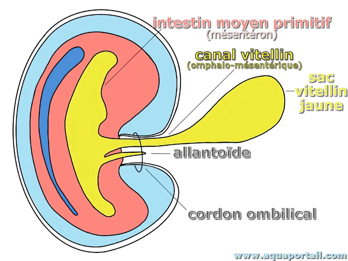 Canal vitellin d'un foetus