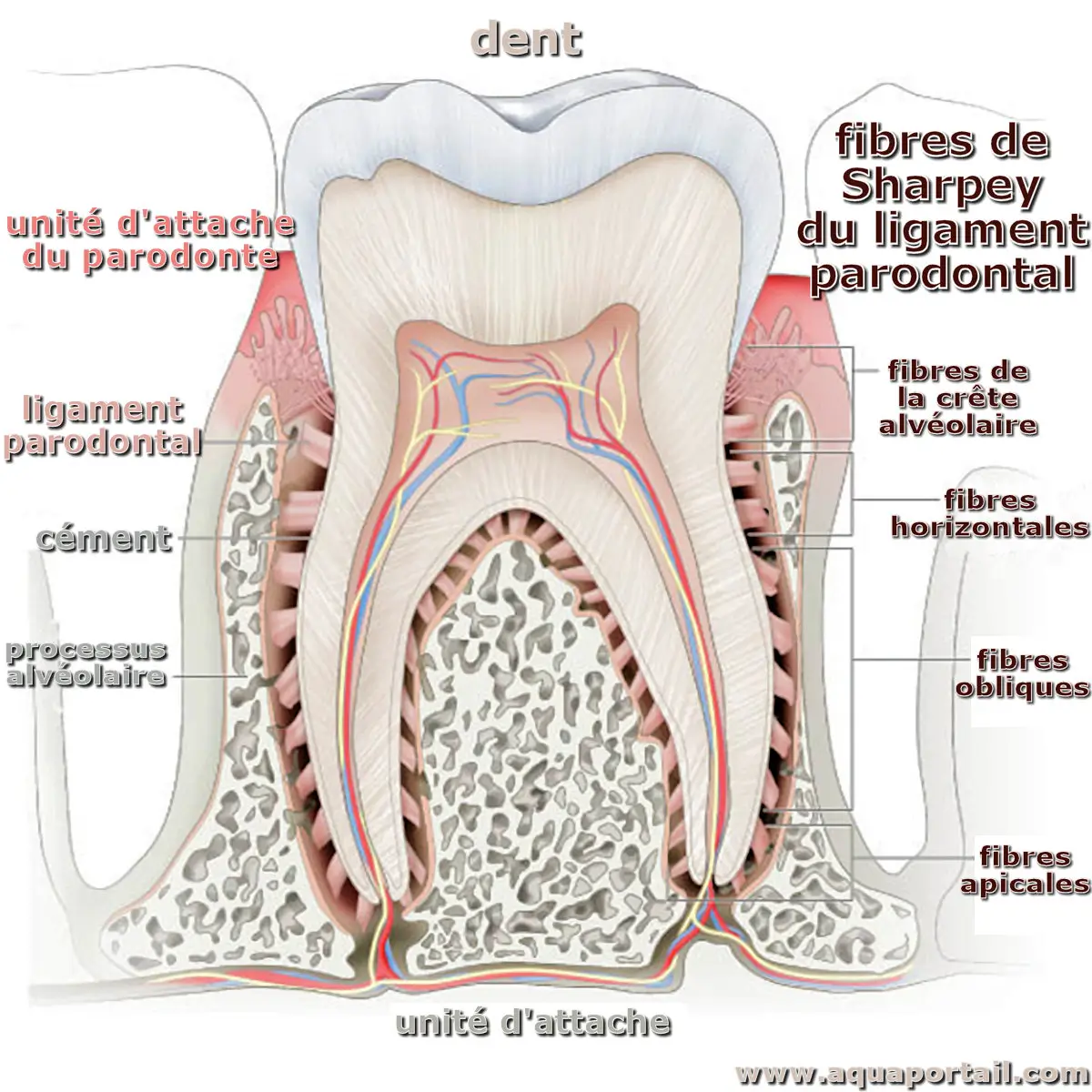 mot en F : fibre de Sharpey