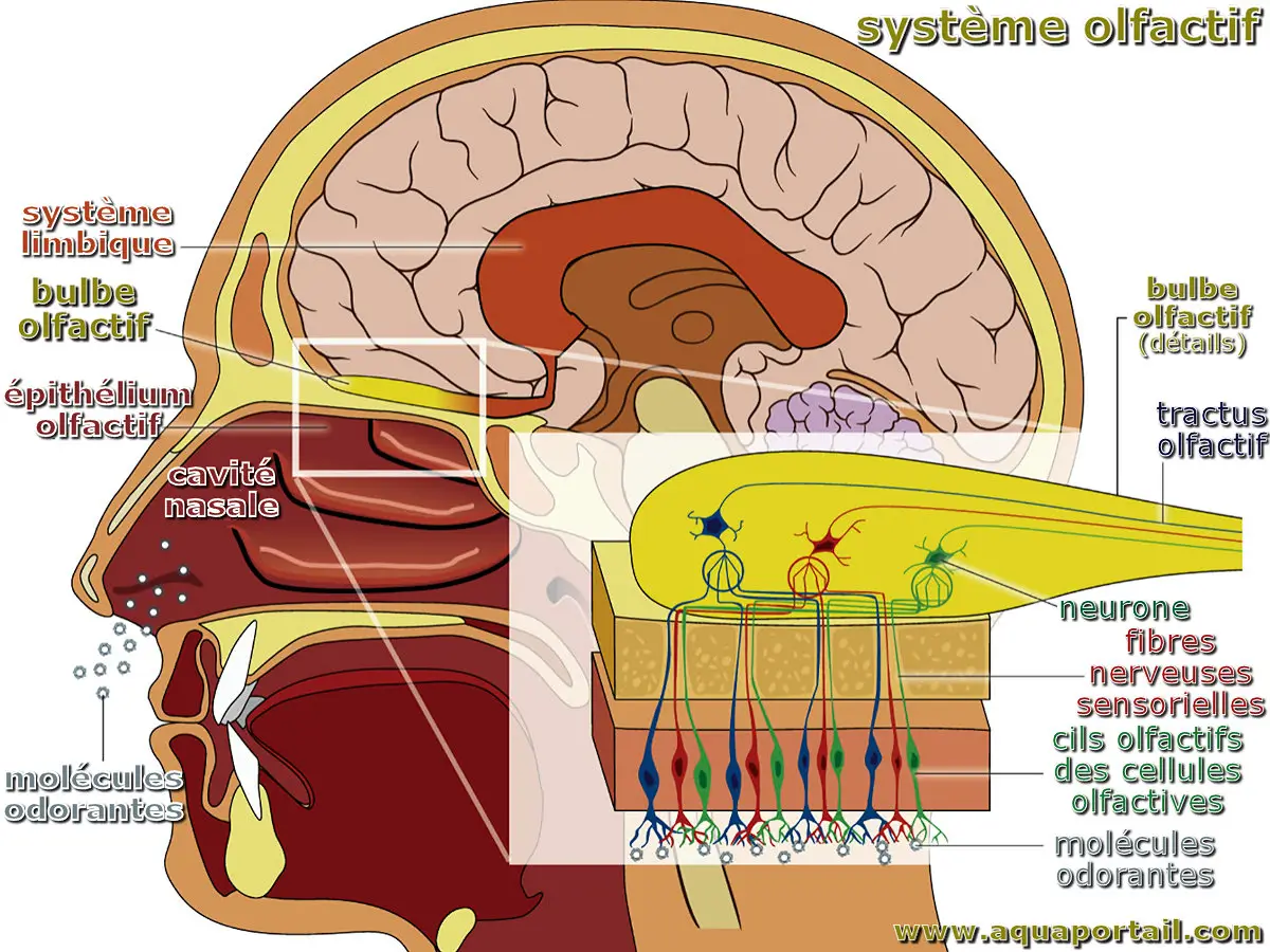 appareil olfactif
