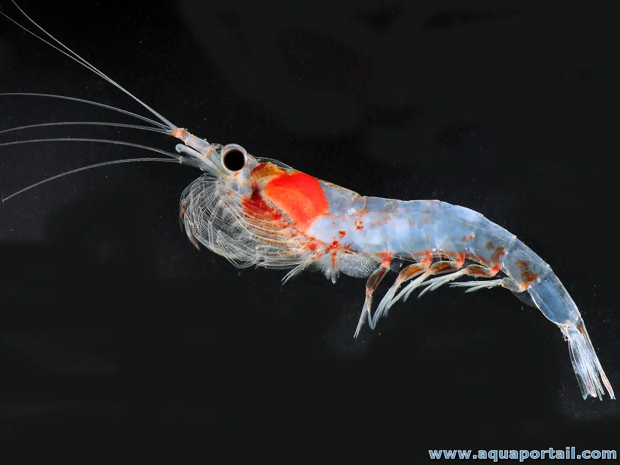 Krill atlantique Meganyctiphanes norvegica