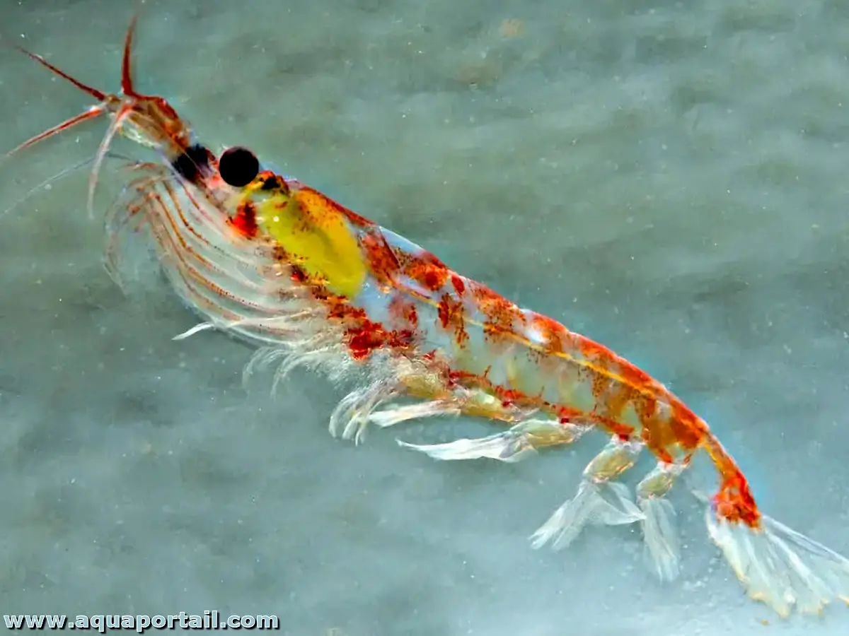Krill Euphausia superba