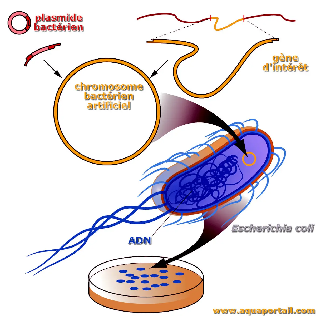 chromosome bactérien artificiel