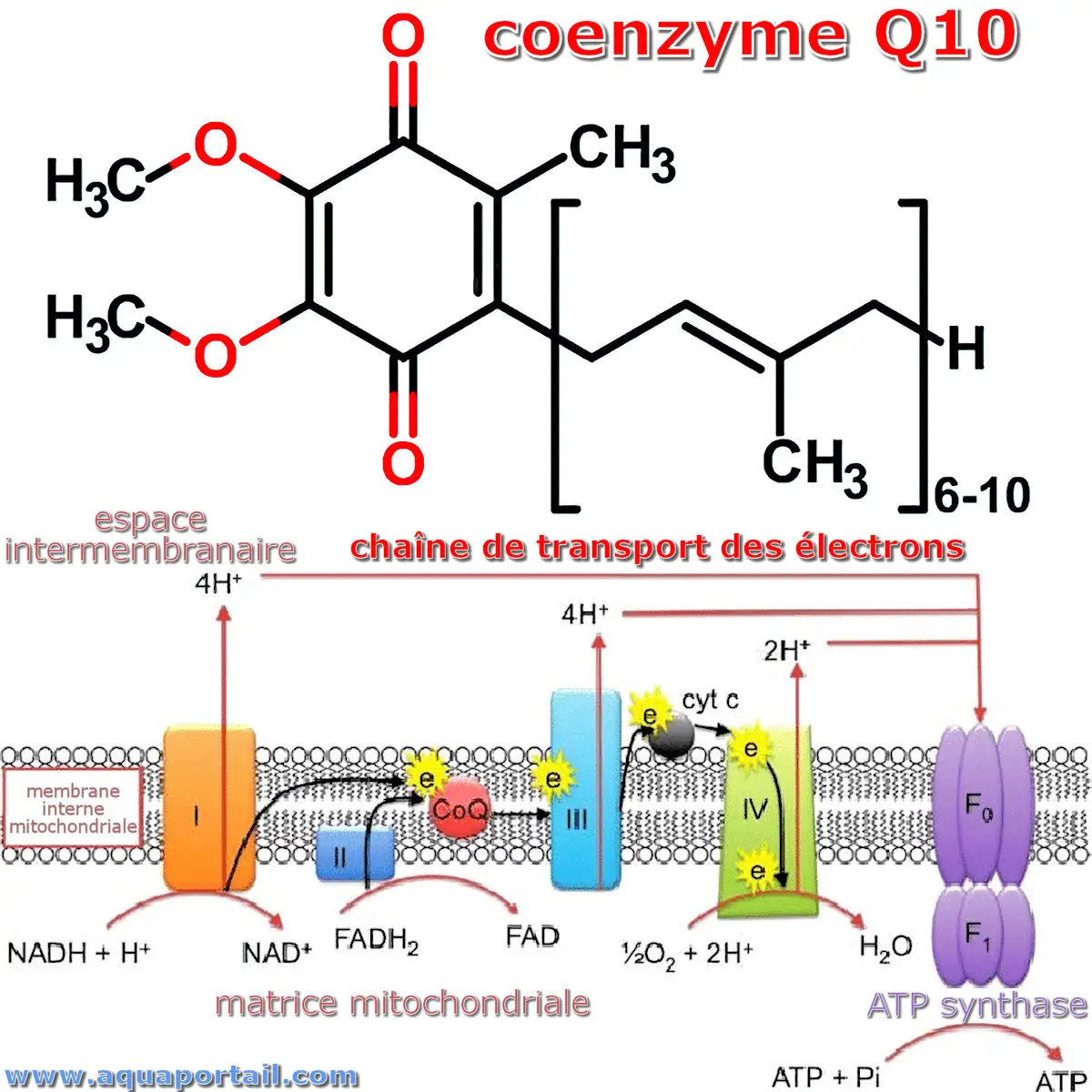 mot en U : ubiquinone