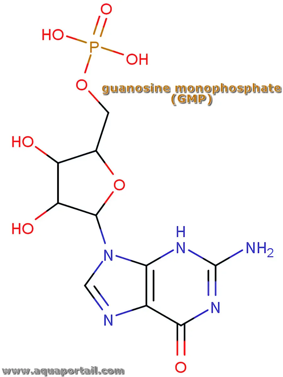 guanosine monophosphate