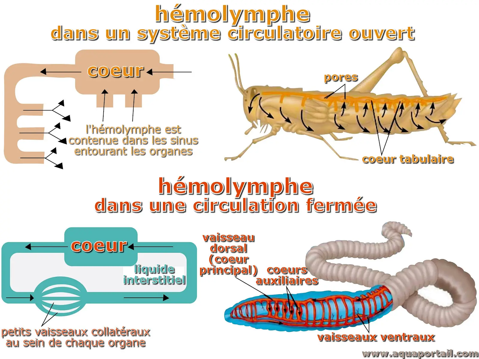 hémolymphe