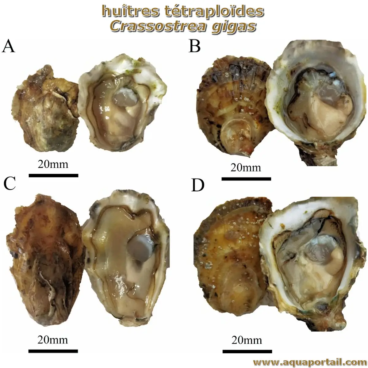 huître tétraploïde