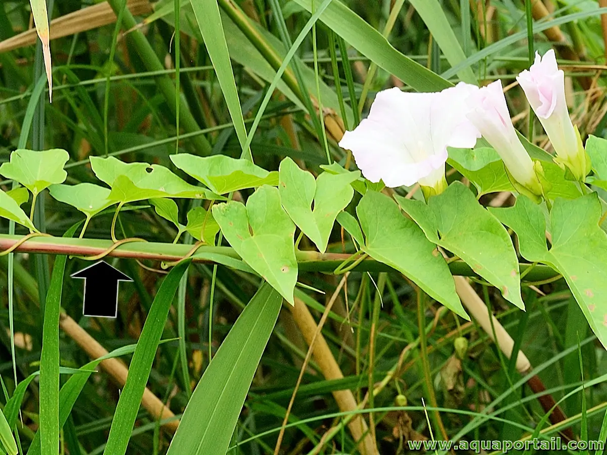 Photo de volubile et ses synonymes. Plante volubile (liseron des haies Calystegia sepium)