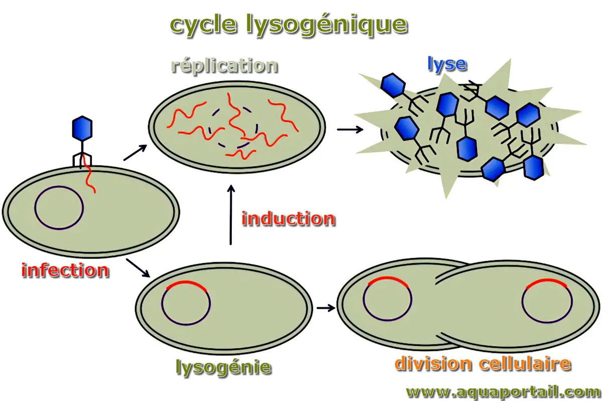 lysogénie
