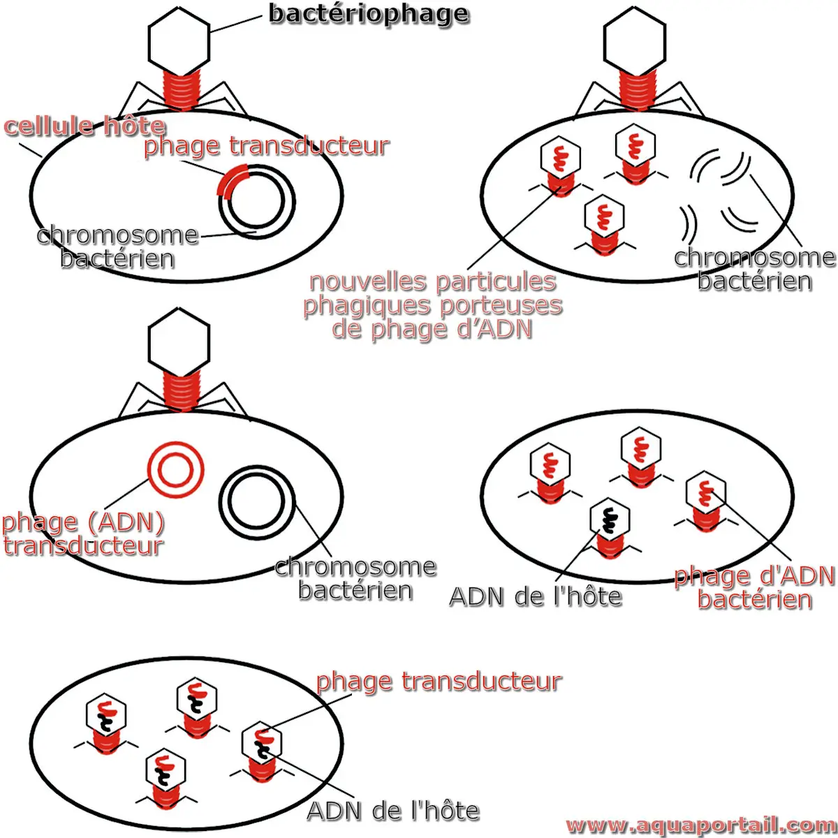 phage transducteur