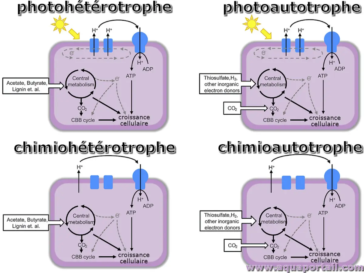 Photo de photohétérotrophe et ses synonymes. Métabolismes photohétérotrophe, photoautotrophe, chimiohétérotrophe, chimioautotrophe