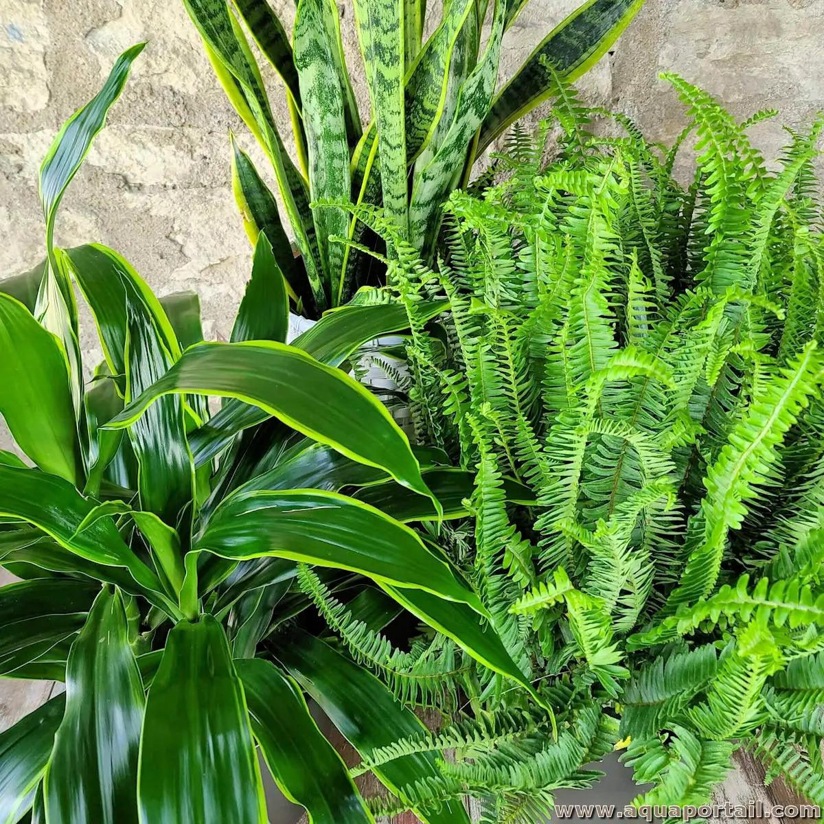 plantes vertes