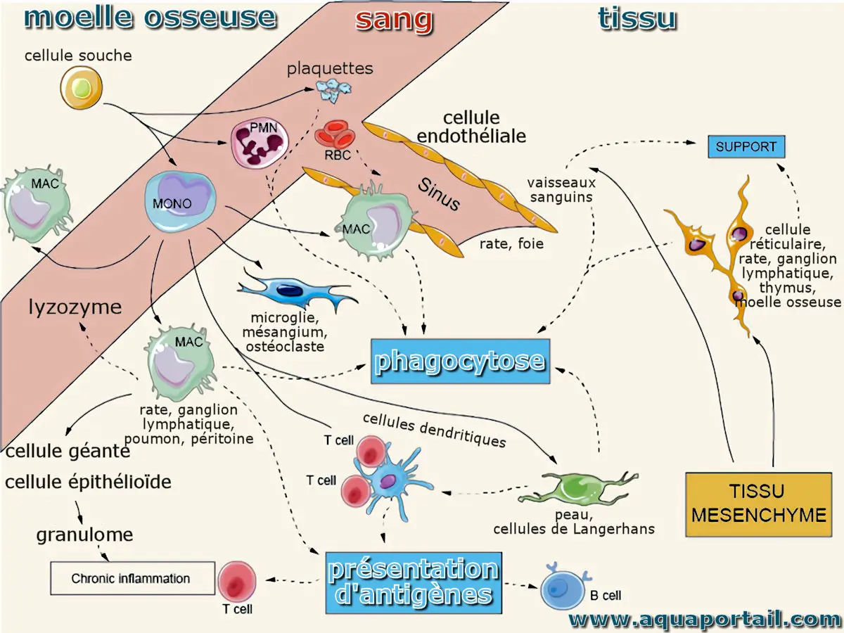 système réticulo-endothélial