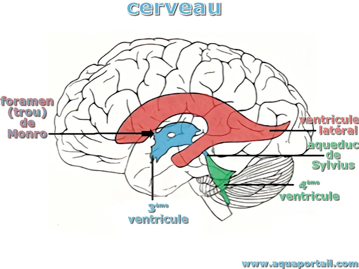 Foramen (trou) de Monro