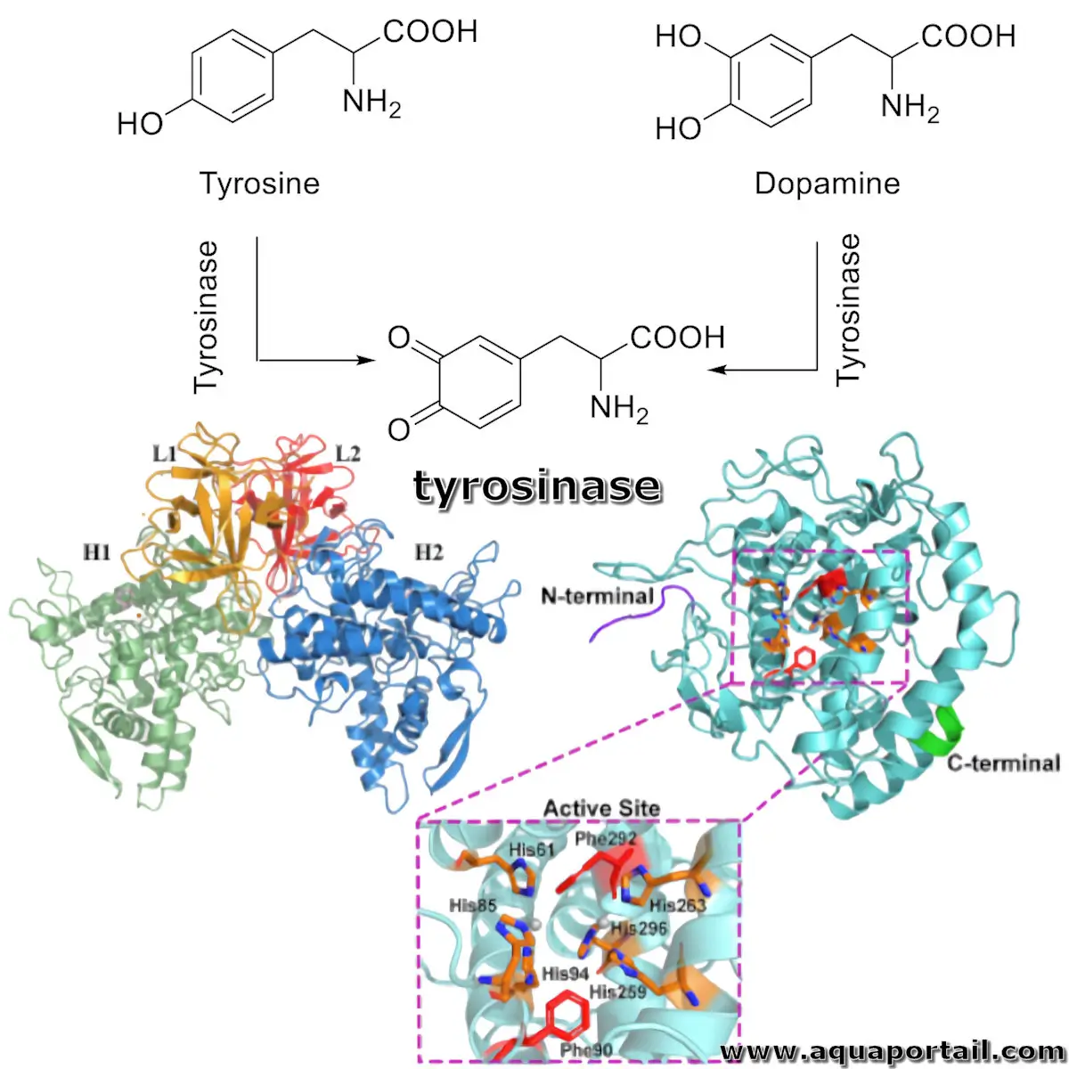mot en T : tyrosinase