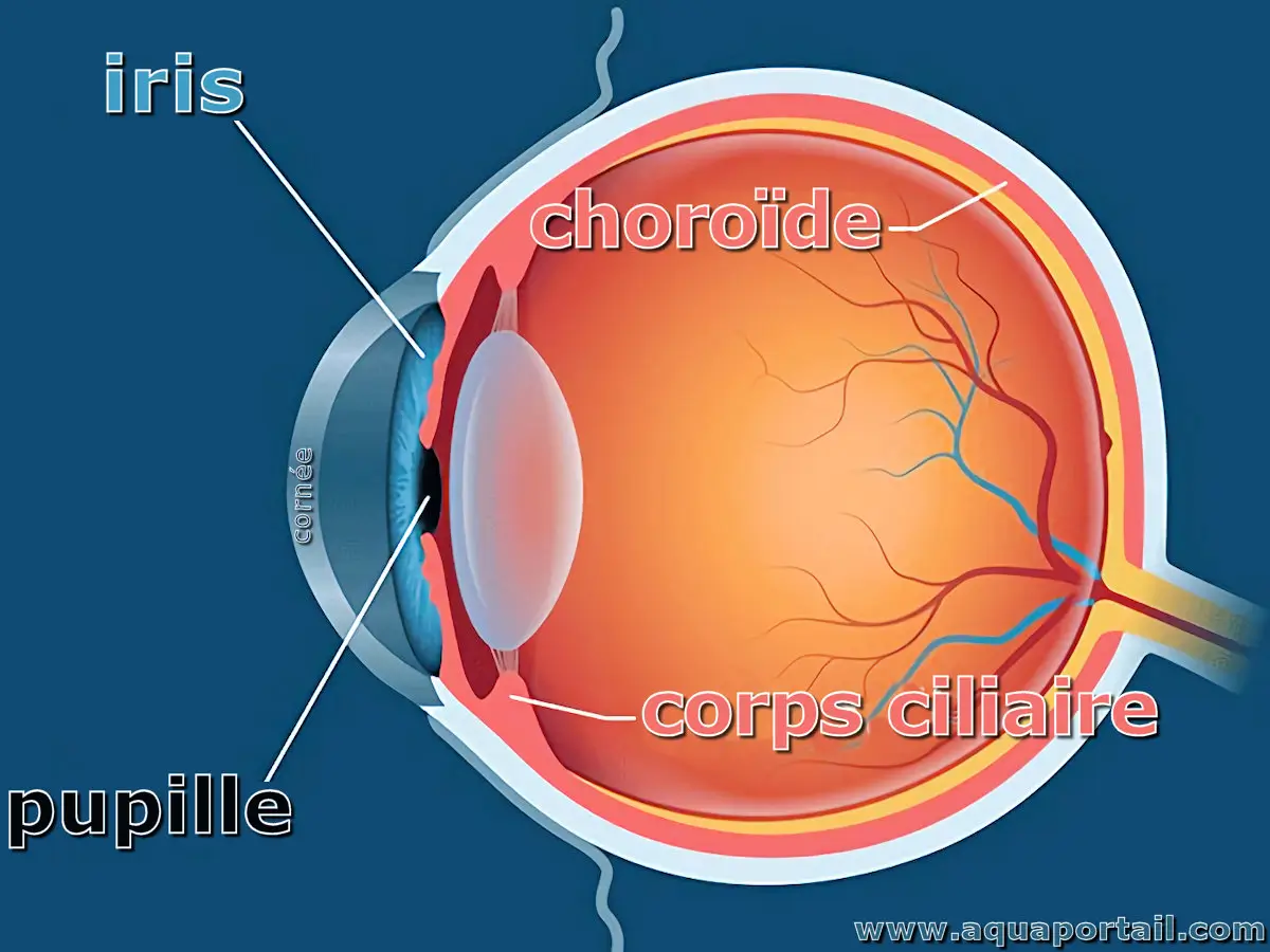 corps ciliaire