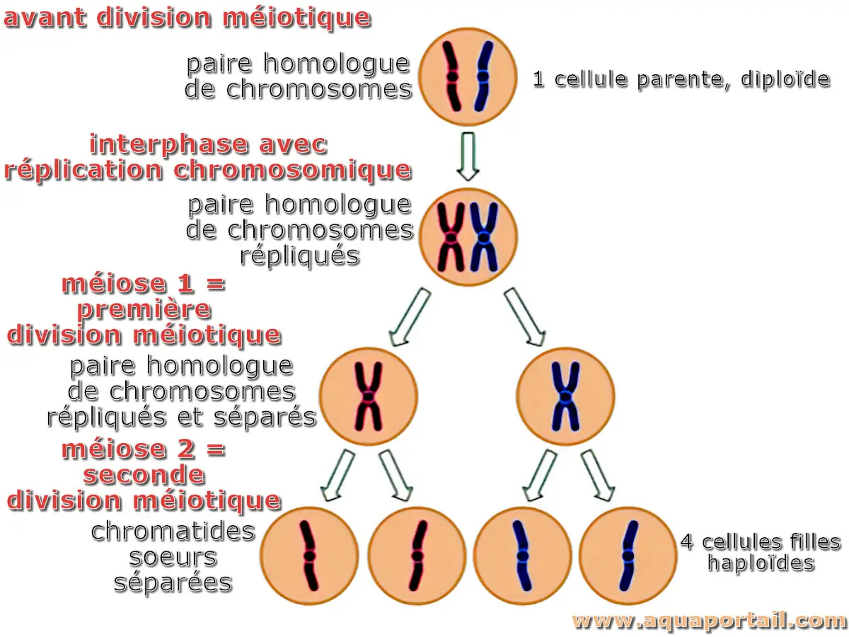 méiotique