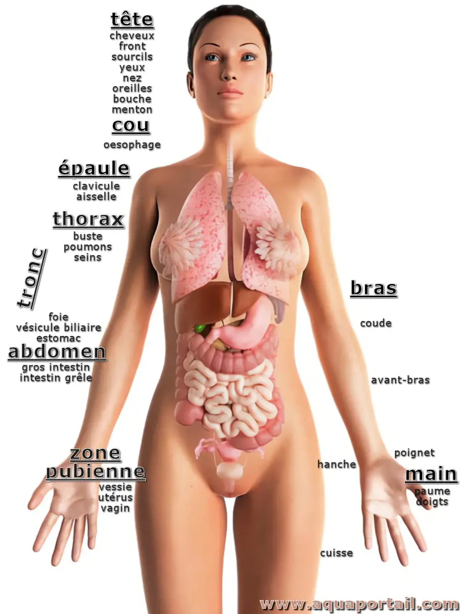 anatomie d'une femme