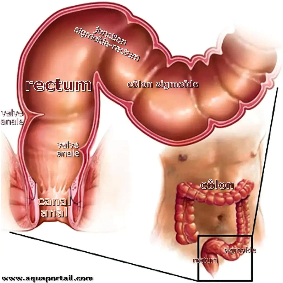 rectum