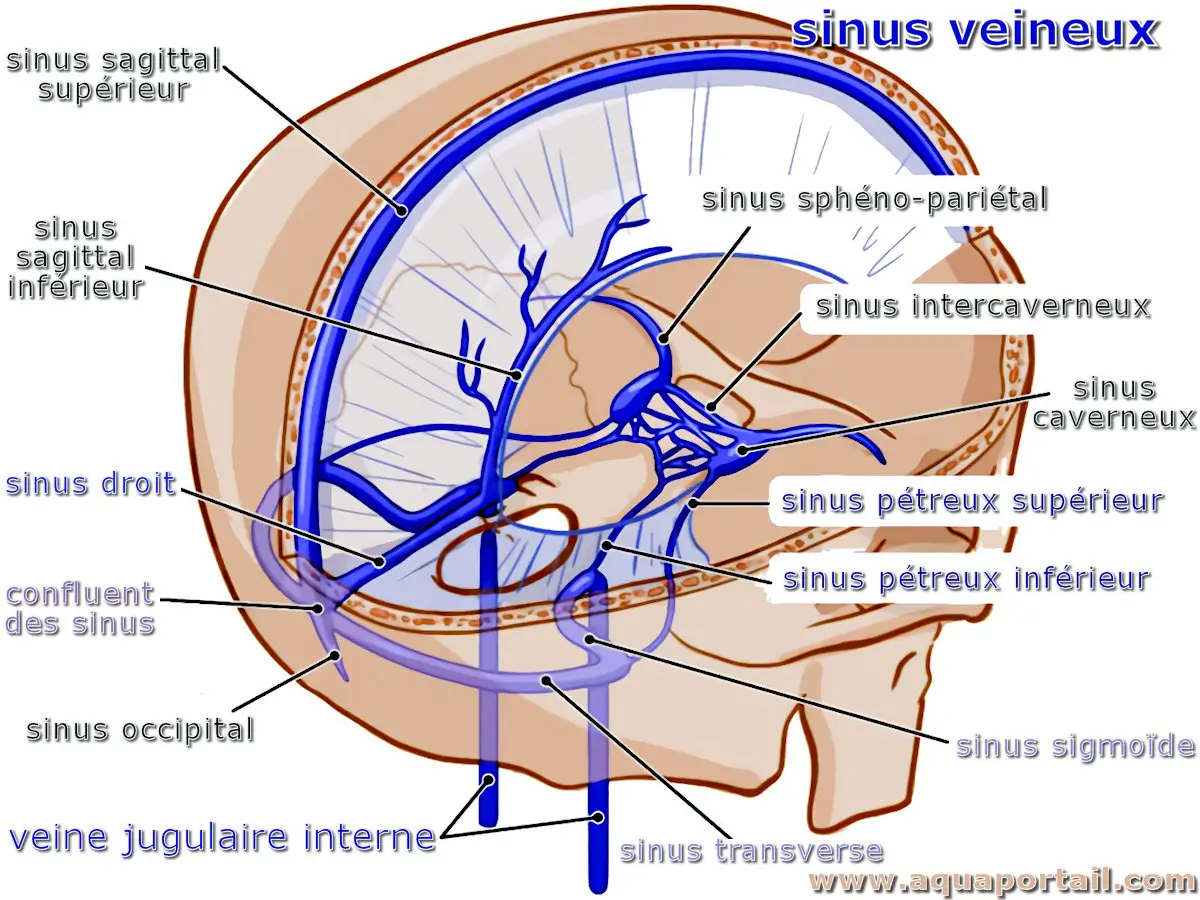 sinus veineux