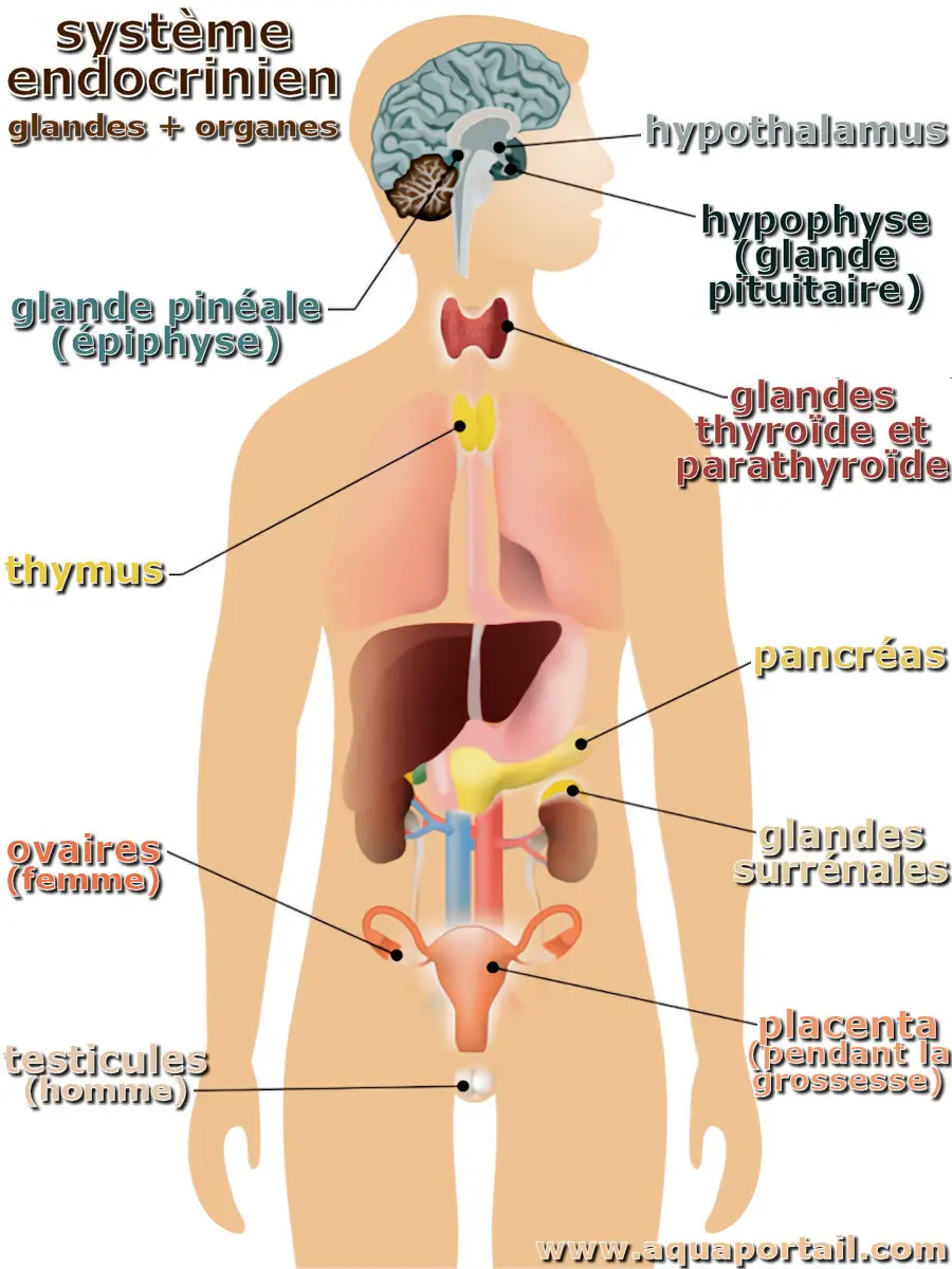 Système endocrinien humain