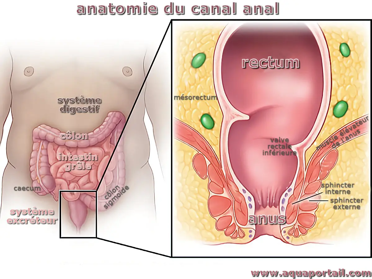 Anus (anatomie du canal rectal)