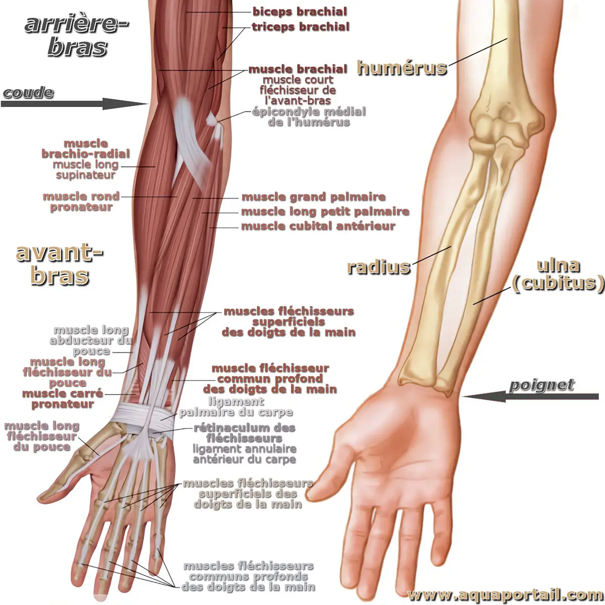 Avant-bras
