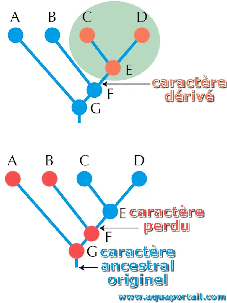 Caractère ancestral