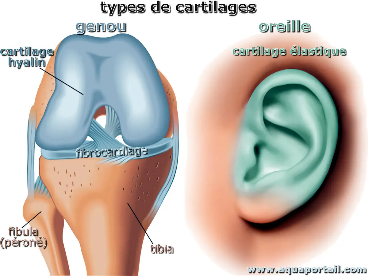 cartilage