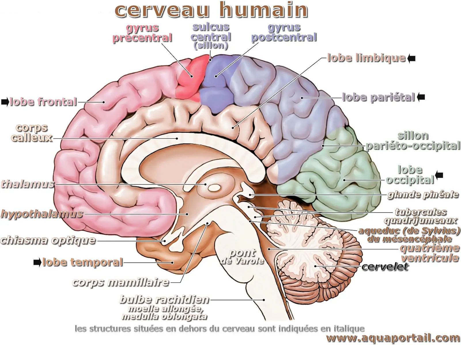 cerveau