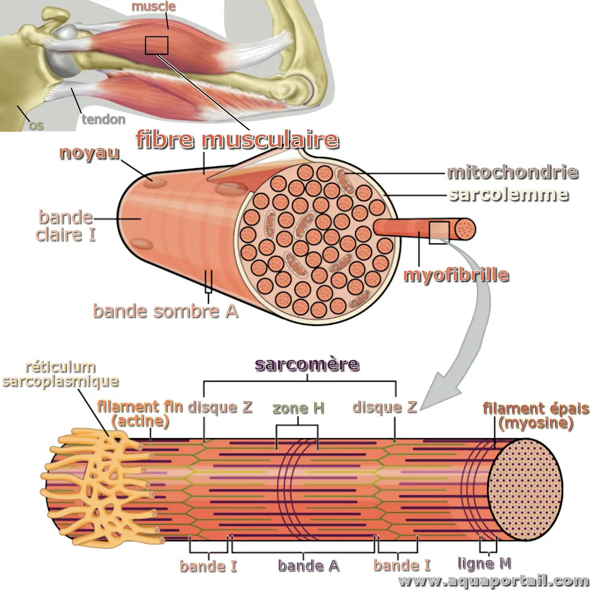 fibre musculaire