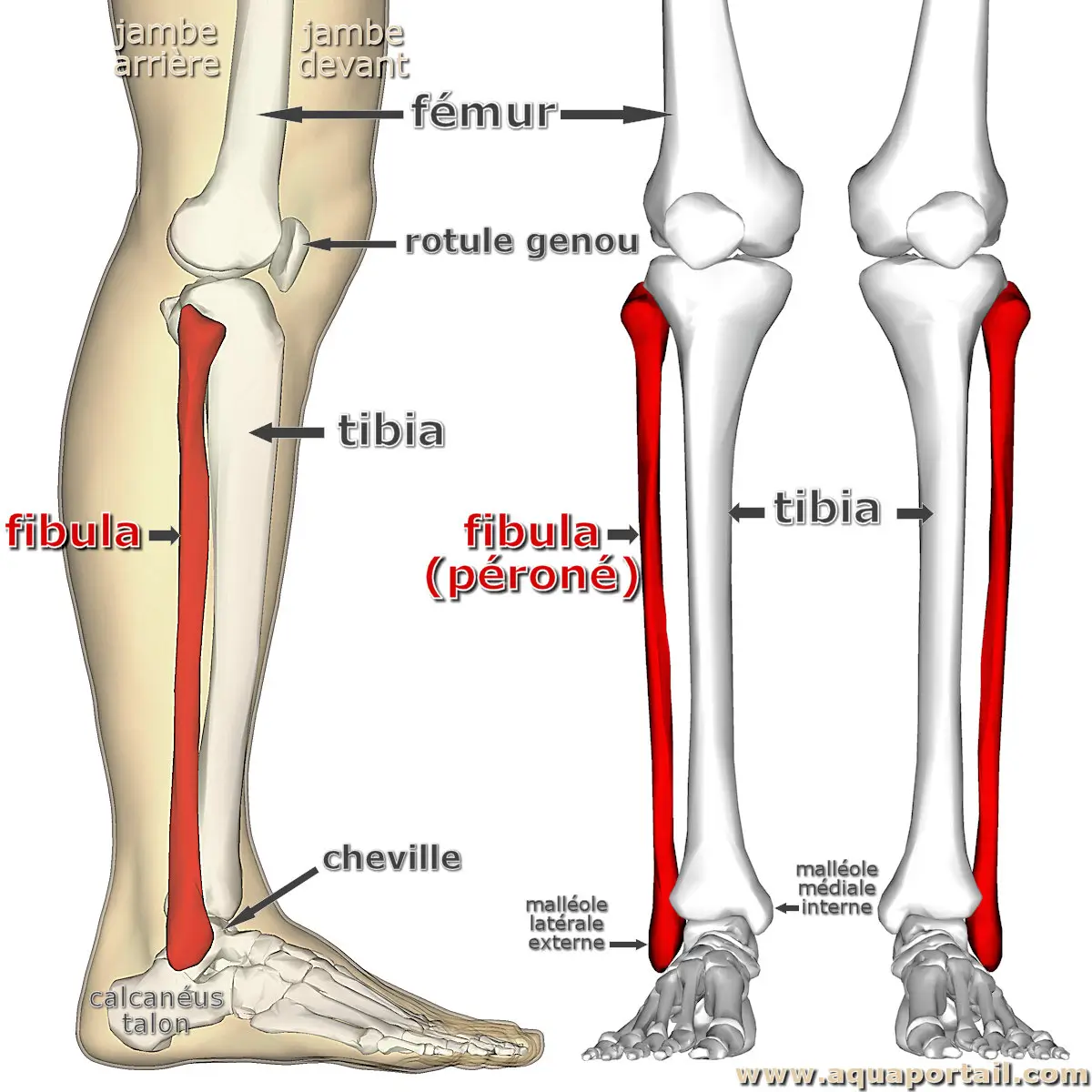 Fibula os P ron D finition Et Explications