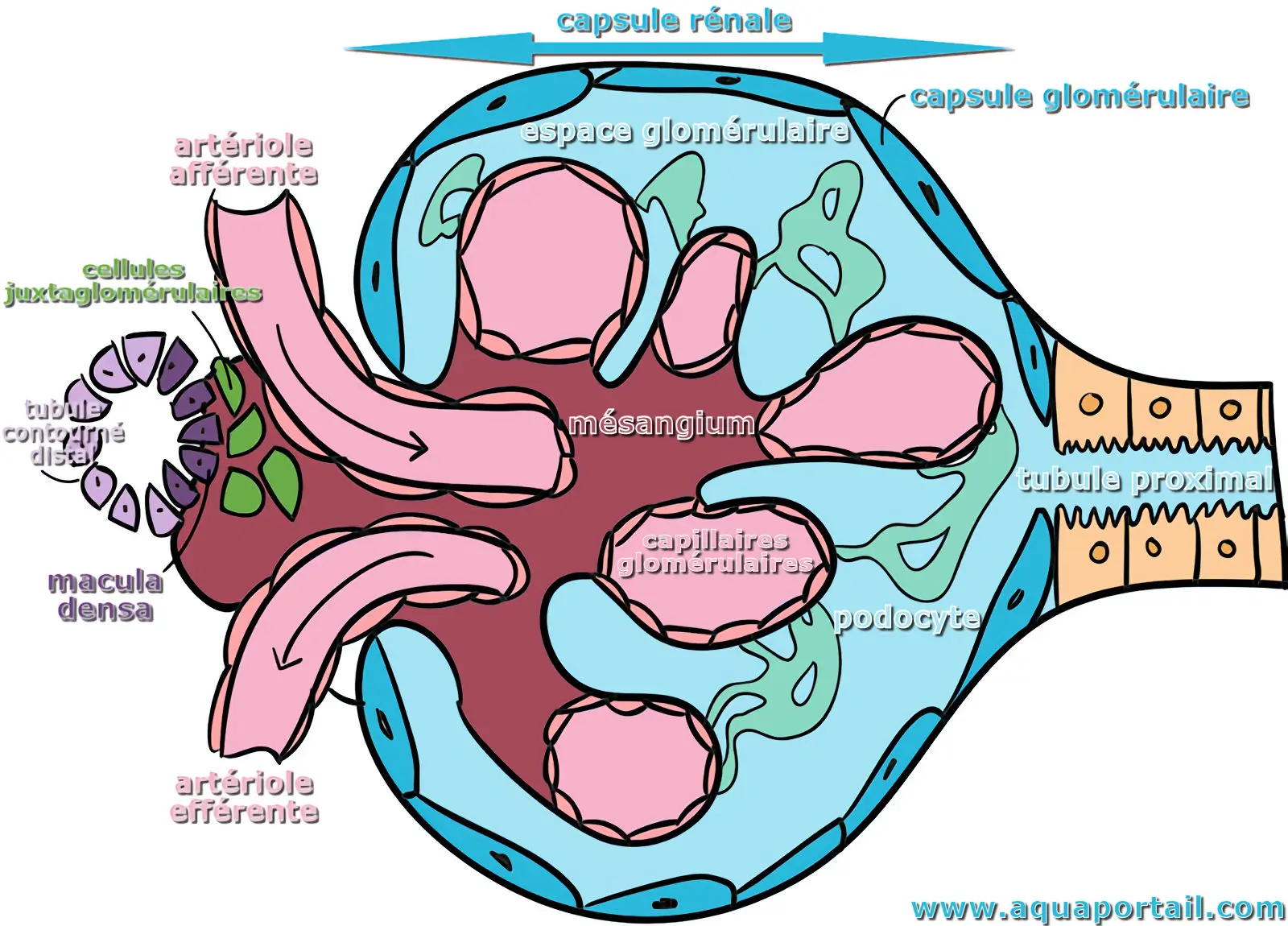 glomérule rénal