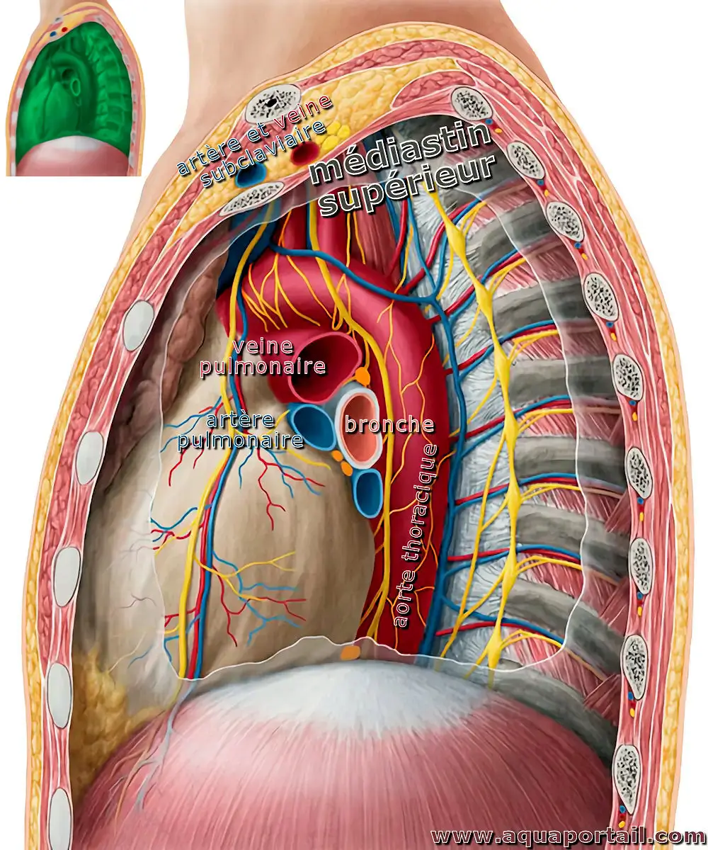 Médiastin (anatomie)