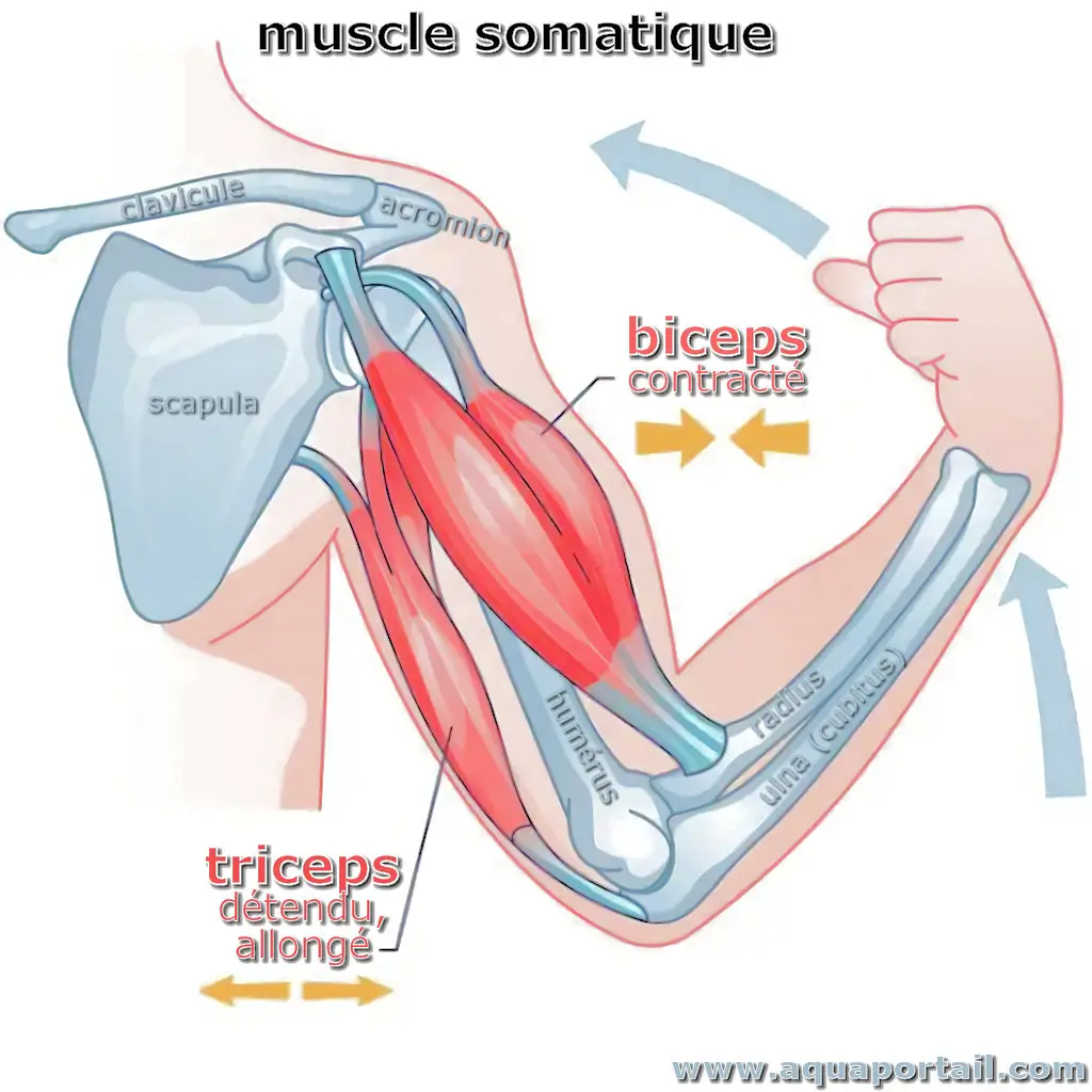 muscle somatique